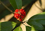 Thumbnail for File:Sweetbay Magnolia Magnolia virginiana Berry Cluster 2450px.jpg