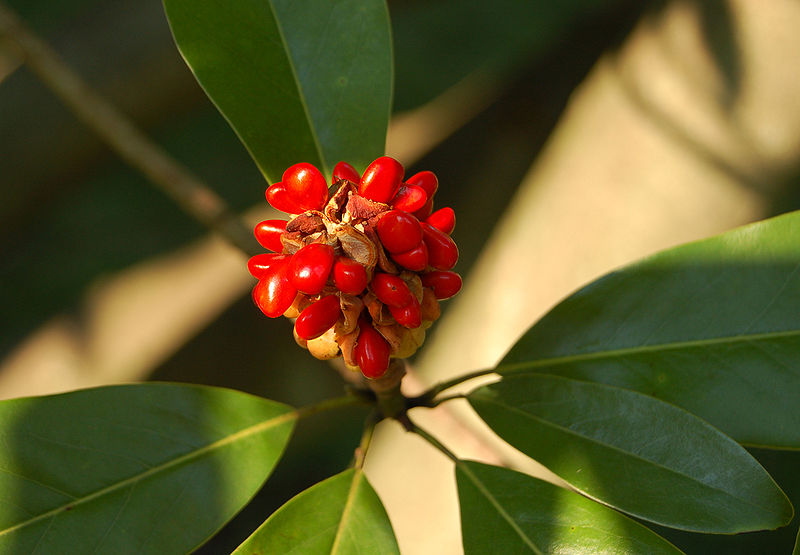 File:Sweetbay Magnolia Magnolia virginiana Berry Cluster 2450px.jpg