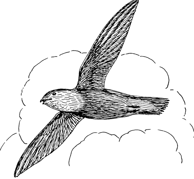 File:Swift1 (PSF).png