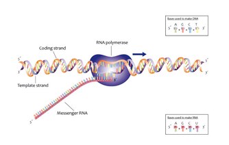 Synthese eines RNA-Moleküls mit dem Enzym RNA-Polymerase.tif