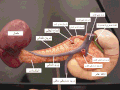 Posterior view of the abdominal viscera, showing arteries and veins around the pancreas and spleen.