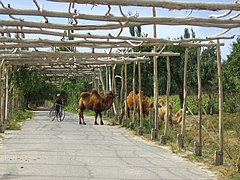 Des chameaux près de Yarkand.