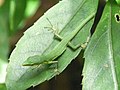 2010年10月11日 (月) 12:58時点における版のサムネイル