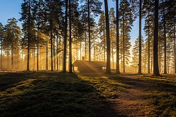 Naturreservatet Tallmon, Eda kommun, Värmland. Photograph: Peter Nilsson CC BY-SA 4.0