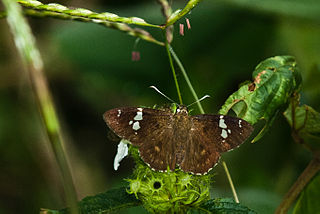 <i>Celaenorrhinus ruficornis</i> Species of butterfly