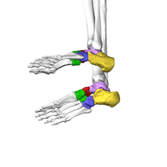 File:Tarsal bones12 lateral view.png - Wikimedia Commons