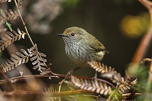 Tasmanian Thornbill - Tasmania S4E5890 (22399609731).jpg