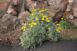 Andryala glandulosa ssp. cheiranthifolia, à Lanzarote.