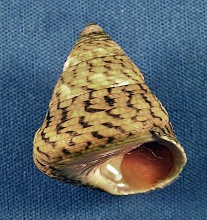 <i>Tegula pellisserpentis</i> Species of gastropod