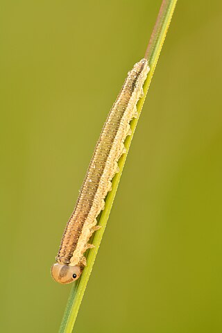 Sawfly larva