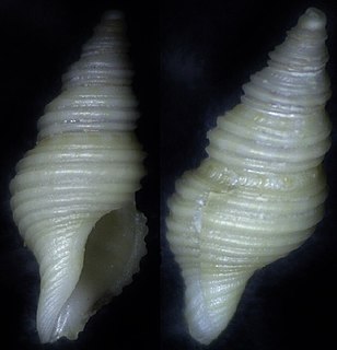 <i>Teretia teres</i> Species of gastropod