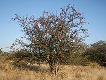 Terminalia prunioides, habitus naby Marnitz, Limpopo, a.jpg