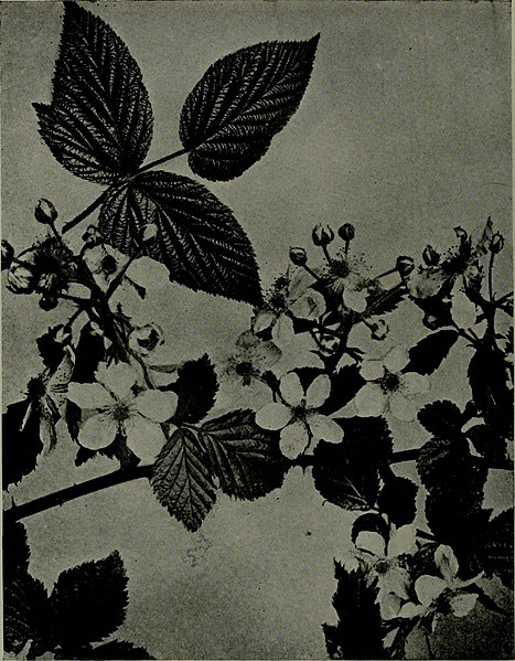 File:The American annual of photography (1919) (14596044710).jpg