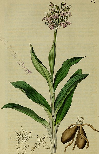 File:The Botanical register consisting of coloured figures of (1815) (20393313232).jpg