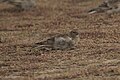 * Nomination Sparrow eating, Chandra Taal, Lahul and Spiti dist., HP, India. --ADARSHluck 10:35, 21 September 2021 (UTC) * Decline  Oppose not sharp --Charlesjsharp 11:14, 21 September 2021 (UTC)