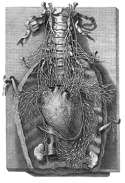 File:The nerves which lead to the praecordium. Wellcome L0004108.jpg