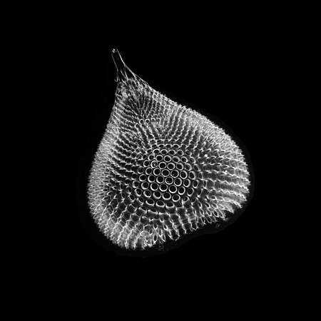 Also like diatoms, radiolarian shells are usually made of silicate