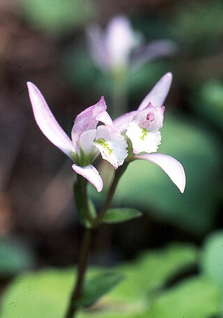 <i>Triphora trianthophoros</i> Species of orchid