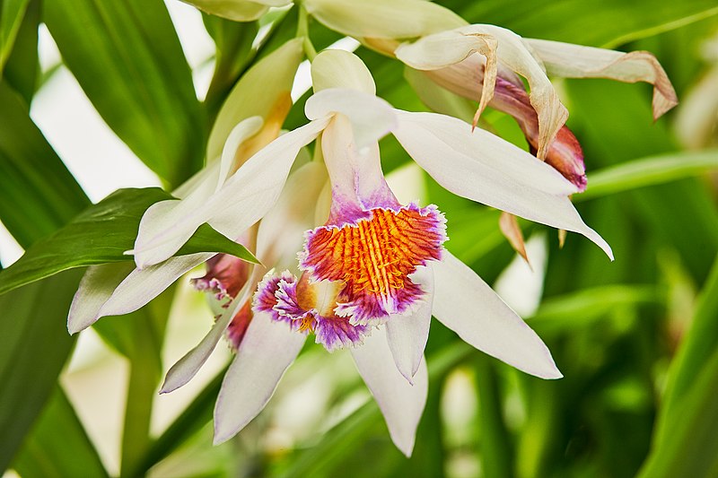 File:Thunia marshalliana orchid (49369949567).jpg