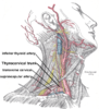 Thyrocervical trunk