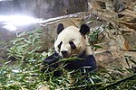 Thumbnail for Tian Tian (male giant panda)