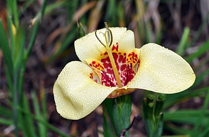 Flor-tigre (tigridia pavonia) no Conservatório botânico de Brest (definição 3 000 × 1 971)