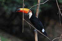 Adult Rio Negro, the Pantanal, Brazil