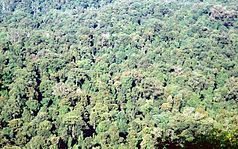 Subtropical rainforest in Toonumbar National Park