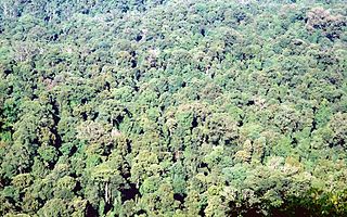 <span class="mw-page-title-main">Toonumbar National Park</span> Protected area in New South Wales, Australia