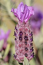 Topped lavendar flowerhead.jpg