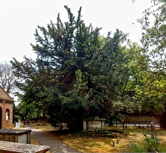 File:Totteridge Yew, St Andrew's church, Totteridge.jpg