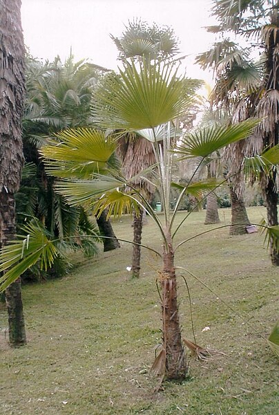 File:Trachycarpus martianus 2.jpg