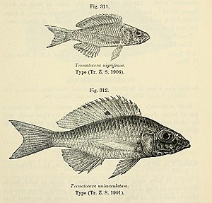 Trematocara nigrifrons și Trematocara unimaculatum.