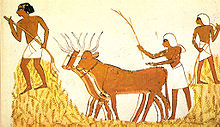 Trilla del trigo en el Antiguo Egipto.jpg