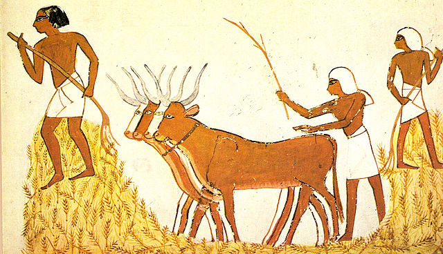 Threshing of grain in ancient Egypt