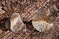 Tripterocalyx carneus - Flickr - aspidoscelis (3).jpg