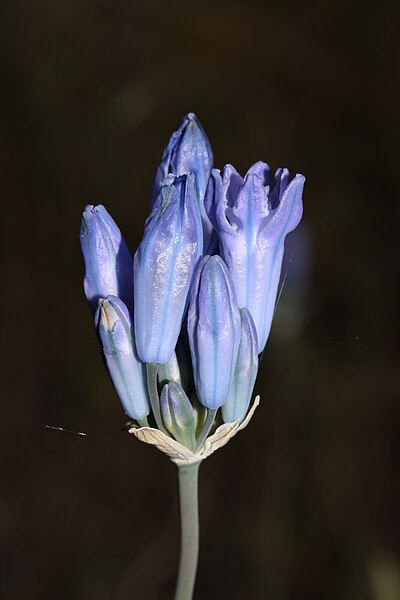 File:Triteleia grandiflora 9536.JPG