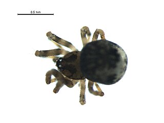 <i>Trogloneta</i> Genus of spiders