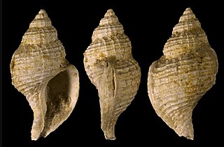 <i>Trophonopsis sublamellosa</i> Species of gastropod