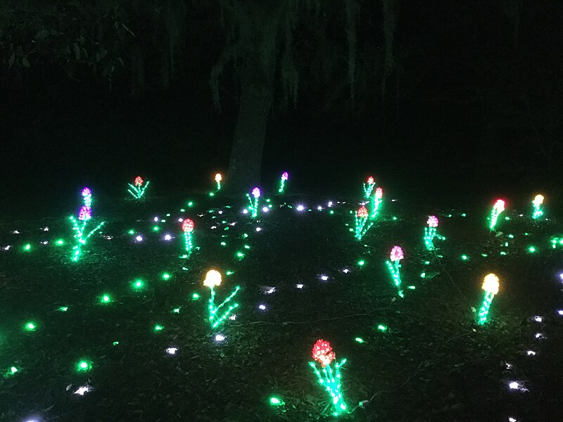 File:Tulip Lights in Airlie Gardens.jpg