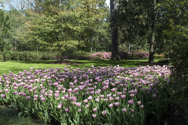 File:Tulips pop in late winter at the Bayou Bend Collection and Gardens in the River Oaks neighborhood of Houston, Texas LCCN2014631008.tif