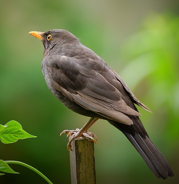 File:Turdus merula in Jena.jpg