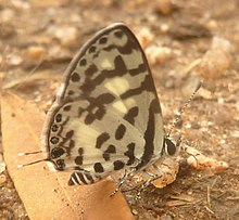 Tuxentius melaena subsp melaena, Skeerpoort, a.jpg