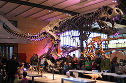 Tyranosaurus Rex 28-12-2007 15-01-16.jpg