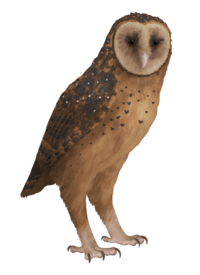 Tyto pollens 2020-09-03.png