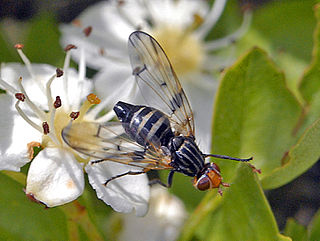 Otites formosa Species of fly