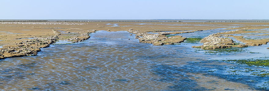 "Uniek_door_eb_en_vloed_steeds_wisselend_kweldergebied._Locatie,_Noarderleech_Provincie_Friesland_39.jpg" by User:Famberhorst