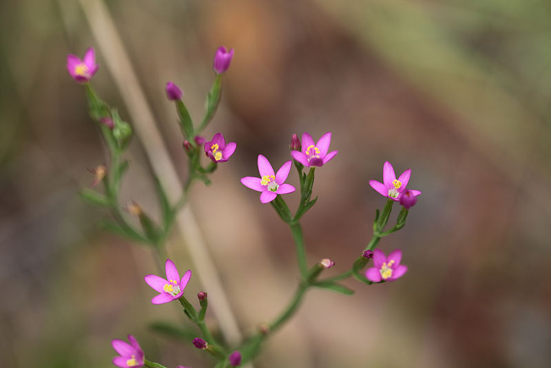 File:Unknown Wildflower (8173771561).jpg