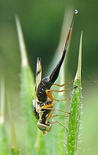 Urophora Stylata Wikipedia