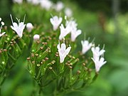 Valeriana pyrenaica 07.jpg